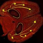 Durante la recuperación de recuerdos, las neuronas del hipocampo se conectan con las células nerviosas de la corteza cerebral