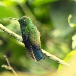 Colibrí