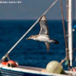 Estas aves suelen alimentarse de los descartes de los barcos de arrastre y, al no encontrar esta fuente de alimentos, se dirigen a los cebos de los palangres