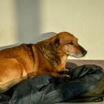 Masha espera paciente a su dueño muerto hace un año