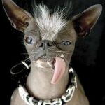 El animal ganó el título de perro más feo del mundo en 2007