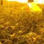 Intervenidas 12.000 plantas de marihuana antes de ser distribuidas por Europa