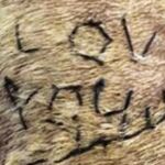 Buscan a un estudiante que cosió las palabras "Te amo"sobre la piel de un perro