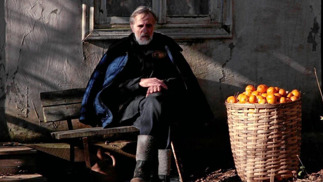 Descubren genes clave en la naranja mandarina que podrían revolucionar la citricultura.