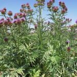 Cultivo de cynara en el mes de julio