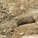 Las plagas de topillos impide la recuperación de la liebre ibérica