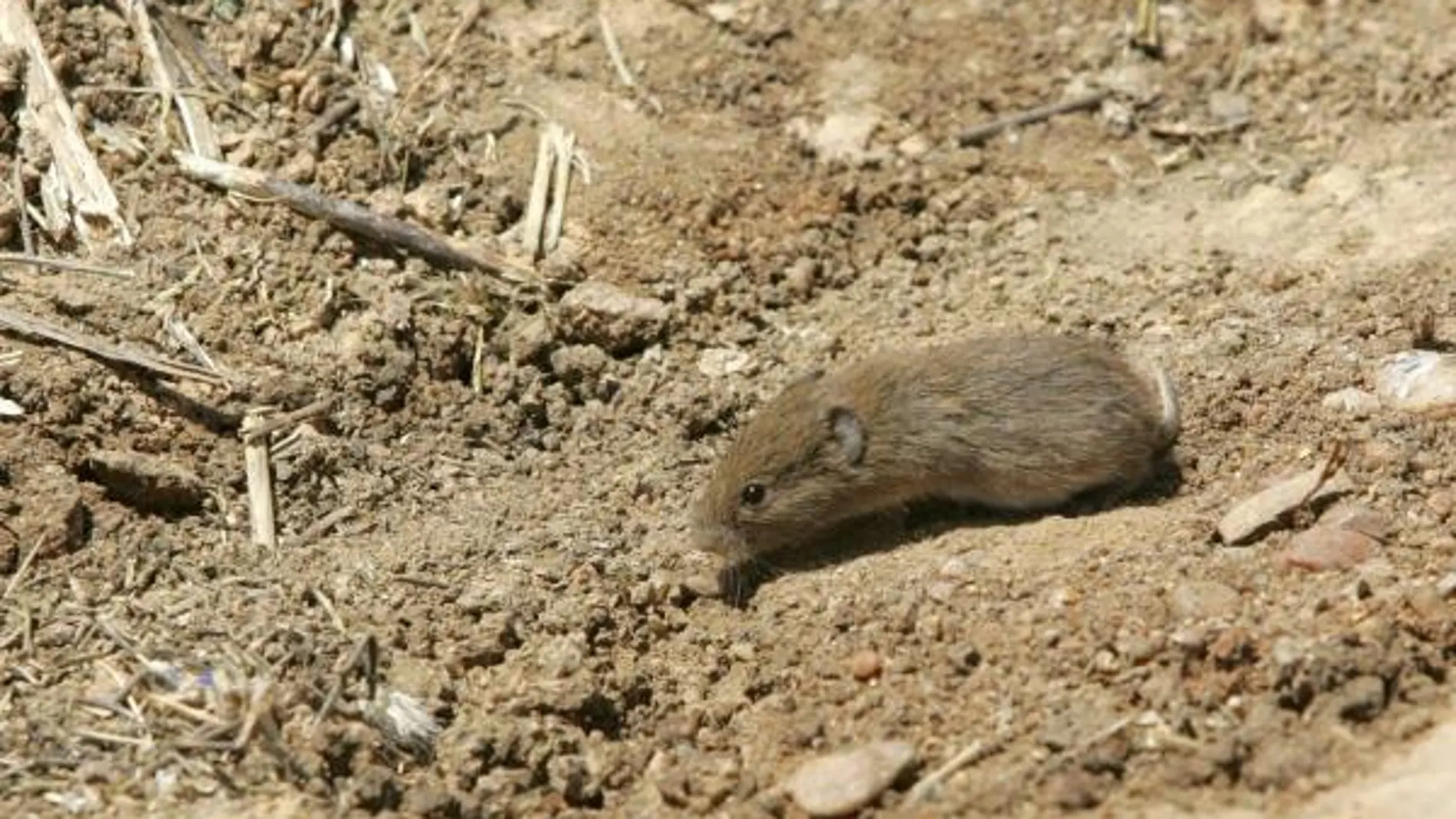 Las plagas de topillos impide la recuperación de la liebre ibérica