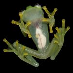 La rana fue descubierta en un bosque lluvioso del Caribe costarricense. Tras 40 años sin registrar un nuevo espécimen de este tipo en el mundo, se ha ganado miles de elogios por sus características únicas de traslúcida piel, color verde lima y el canto parecido a un insecto.