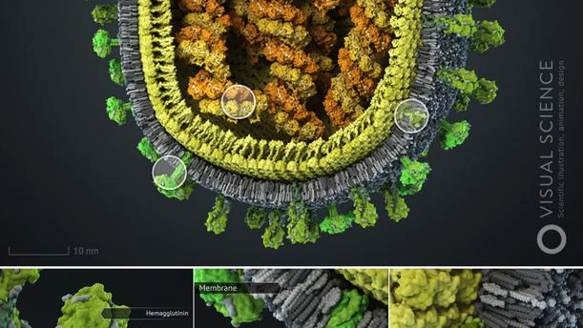 El mejor modelo en 3D del virus de la gripe