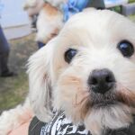  El síndrome de la mascota: orejas caídas y cara de bebé