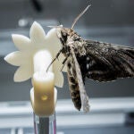 Un ejemplar de polilla halcón intentando alimentarse de una de las flores robóticas utilizadas en el estudio