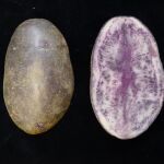 Investigadores vascos crean unas patatas moradas