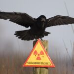 Un cuervo en una de las zonas afectadas por la explosión de Chernobyl