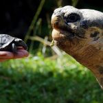 Una tortuga gigante junto a una cría en un zoo de Suiza, en una imagen de archivo