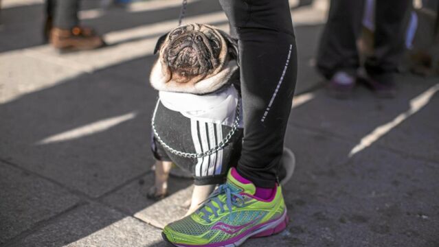Algunos de los perros que acudieron con sus dueños a la carrera lo hicieron vestidos de originales y diferentes formas