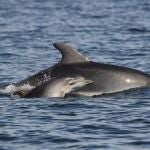 La abundancia total de delfines mulares en las islas Baleares es más pequeña de lo que se pensaba