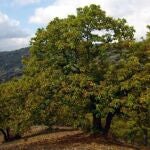 El efecto sinérgico del chancro y la sequía podría conllevar la desaparición del castaño de aquellas áreas afectadas