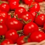 Los investigadores han creado el nuevo material con cutina vegetal, un polímero que procede de la piel del tomate
