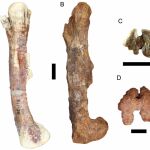 Comparación del fémur de una cría (izquierda) y de un adulto (derecha) de Iguanodon galvensis