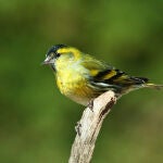 Lúgano (Carduelis spinus)