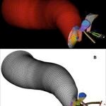 Modelo computarizado de oído medio humano sano comparado con oído medio humano con nueva prótesis