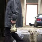Los perros tienen a no interactuar con las personas desagradables con sus dueños, según un estudio
