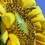 Una abajea cubierta de polen sobrevuela un girasol
