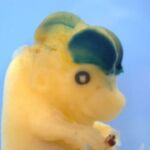 La actividad génica en el cerebro de los ratones modificados está tintada de azul