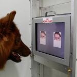 Los perros saben si estamos felices o tristes sólo con mirarnos a la cara