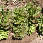 Lechugas en un huerto