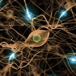 Científicos argentinos estudian el efecto de moléculas naturales sobre la conciencia.