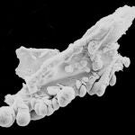 Imagen de la partícula del dragón, origen de la teoría de los extraterrestres