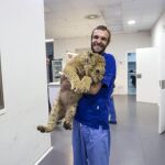 Una ONG va a sufragar las operaciones quirúrgicas que necesita el animal para dilatarle el esófago y que pueda comer carne como cualquier otro león