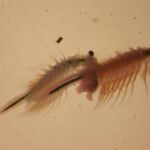 La contaminación ayuda a las especies invasoras