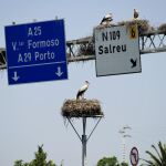 Las cigüeñas son el mejor ejemplo de aves que se han adaptado a la civilización