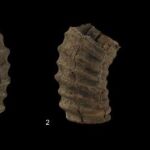 Algunos de los restos hallados, publicados por Quaternary International