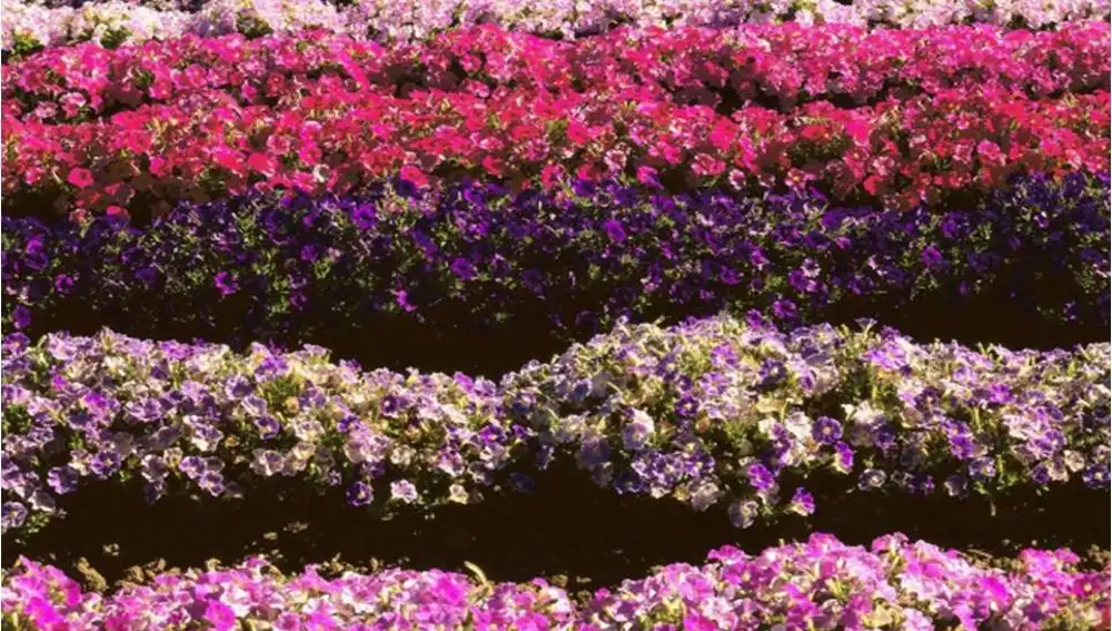 Petunias