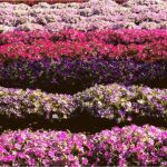 Petunias