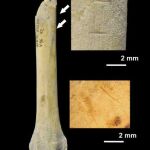 Fragmento de radio de un perro con marcas de corte realizadas por lo homínidos de Atapuerca