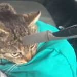 Imagen del gato con el arma incrustada en su cabeza