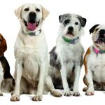 Para que un perro tenga una vida sana debe realizar el ejercicio adecuado a su raza