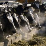 Una granja de vacas