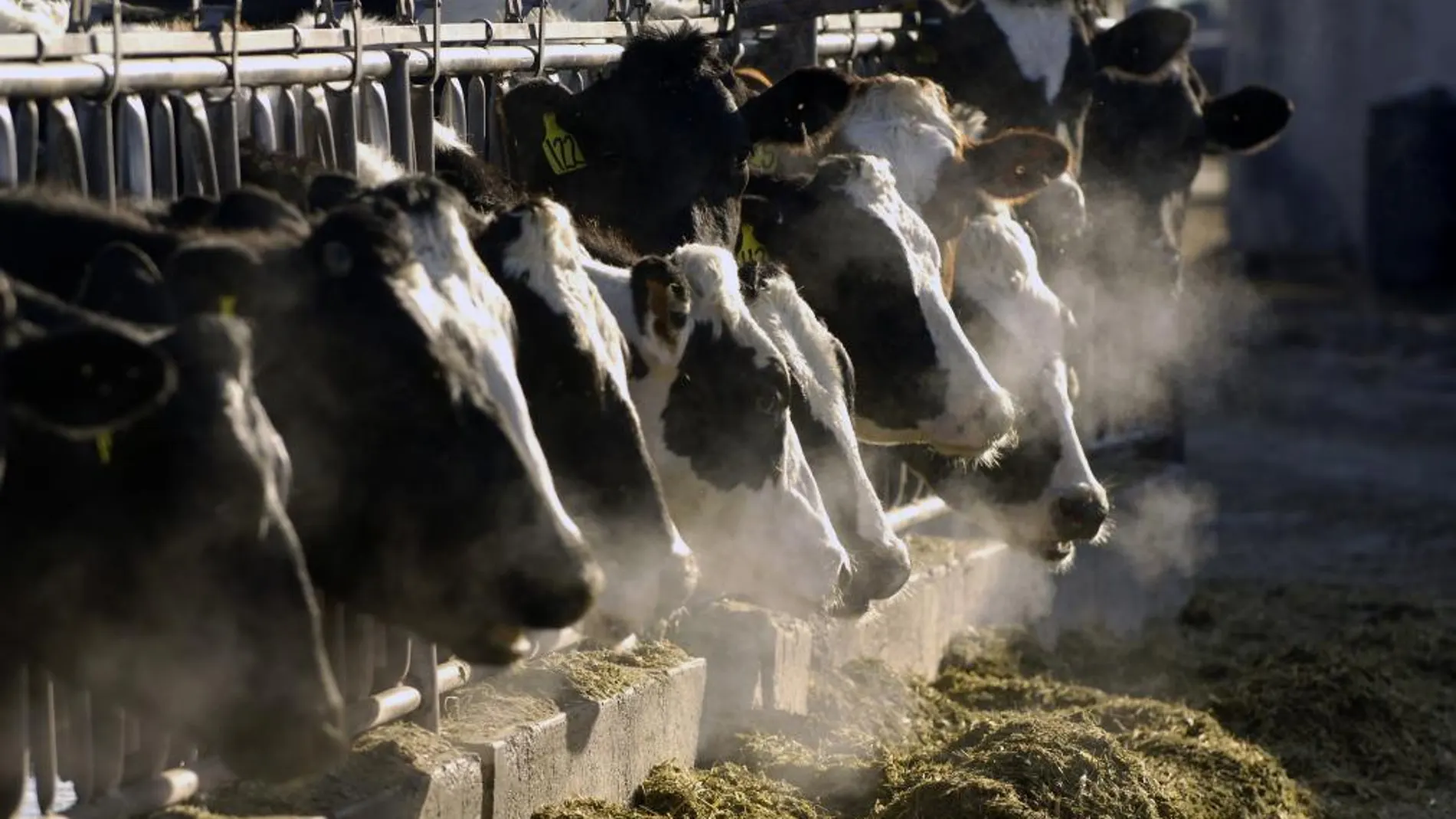 Una granja de vacas