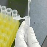Se analiza el ácido nucleico en busca del virus.