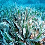 Posidonia oceánica