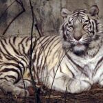 Un tigre de bengala en el zoo de Pekín