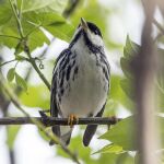 Una Reinita Estriada en Minnesota
