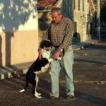 Los beneficios de pasear con mascotas