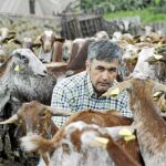 Francisco Ávila, entre sus animales, cree que será uno de los últimos cabreros que sobrevivirán con este negocio en el siglo XXI