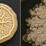 ¿Cómo son las bacterias que hay en la mano de un niño?